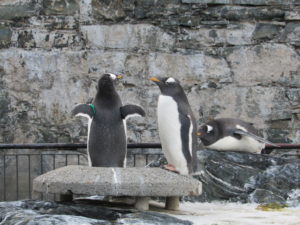 Bergen, Acquario