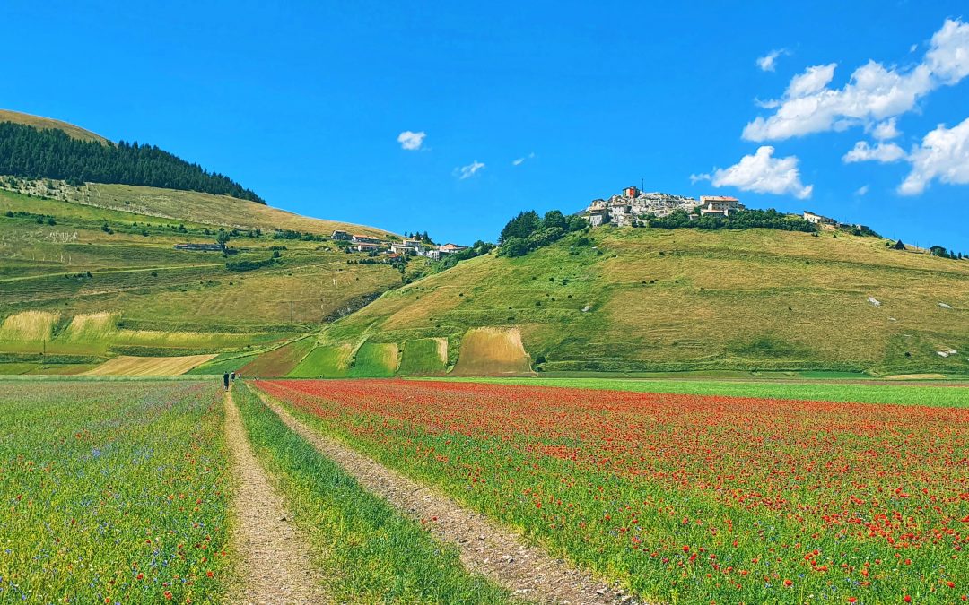 Castelluccio di Norcia – Fioritura delle lenticchie