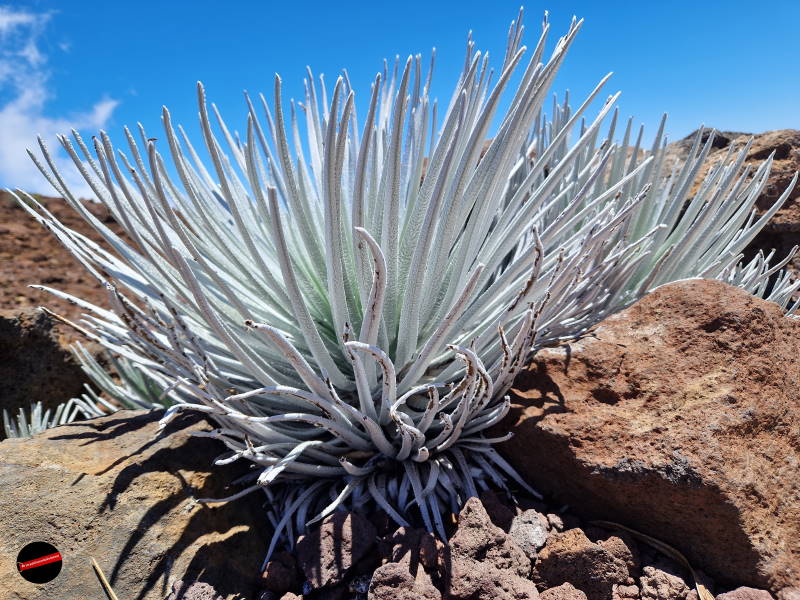 Maui – Haleakala National Park