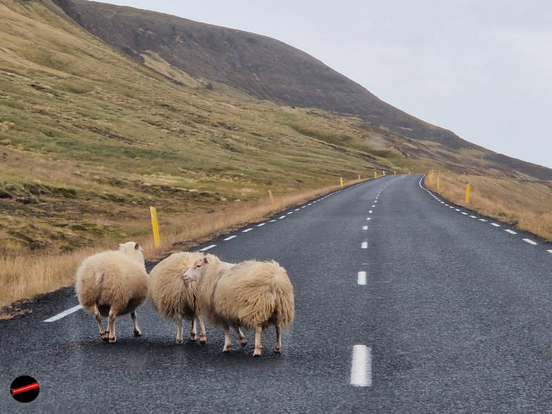 Islanda – Fiordi Occidentali – Cosa vedere – Itinerario